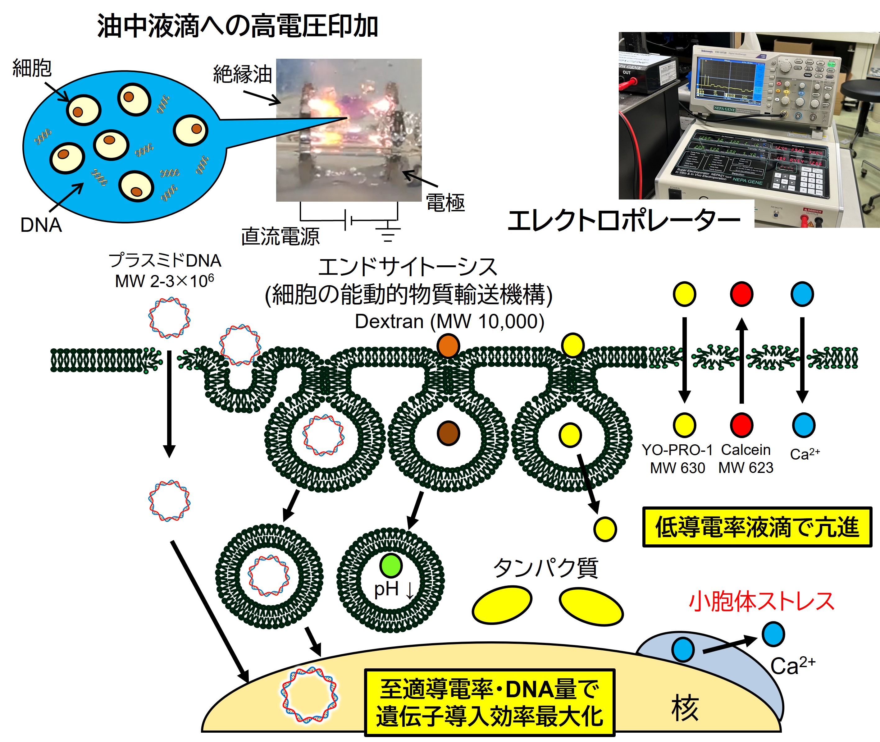 Molecular and cellular bioengineering laboratory, Toyohashi