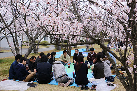 Cherry blossom viewing